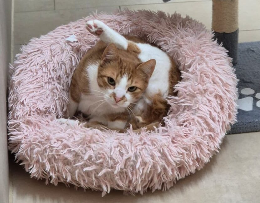 Kater im Tierheim sitzt auf einem Kissen